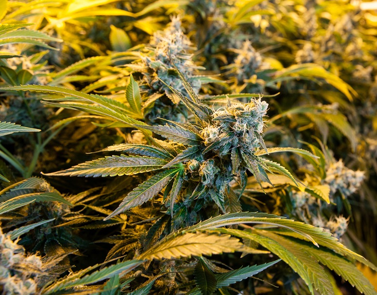 Marijuana in a grow room under lights